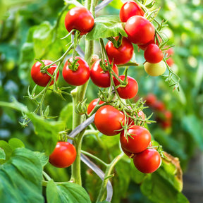 Tomato Spiral Rods | Fully Galvanised | Planting Rods | Available in 2 lengths